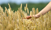 Aggravation du déficit de la balance alimentaire 